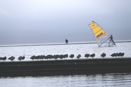 Surfboarder and line of standing birds